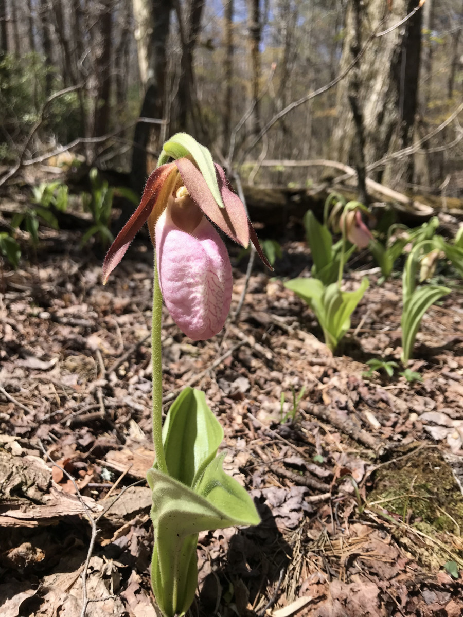 A pink lady slipper orchid in the forest.